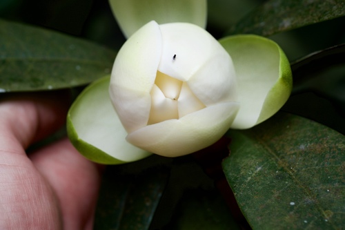 Magnolia coco