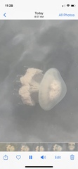 Rhizostomatoidea
