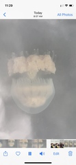 Rhizostomatoidea