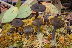 Arrhenia telmatiaea
