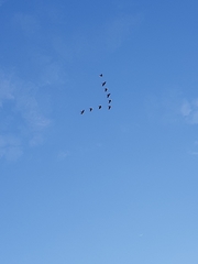 Rhynchopsitta terrisi