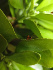 Thaumatomyia notata