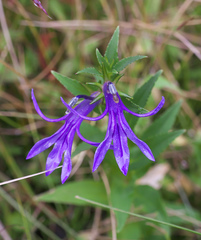Lobelia sessilifolia