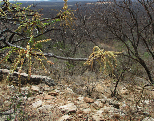 Burkea image