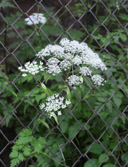 Angelica polymorpha
