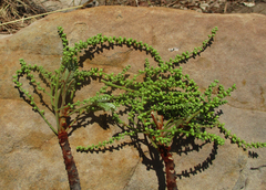 Burkea africana image