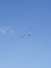 Rhynchopsitta terrisi