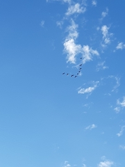 Rhynchopsitta terrisi