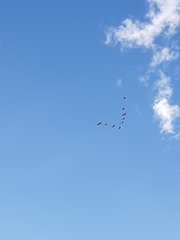 Rhynchopsitta terrisi