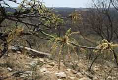 Burkea africana image