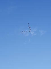 Rhynchopsitta terrisi