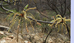 Burkea africana image