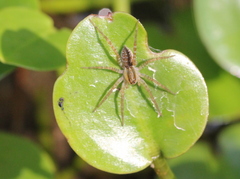 Pardosa pseudoannulata