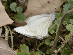 Pieris virginiensis