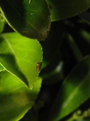Thaumatomyia notata
