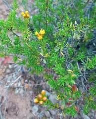 Oedera genistifolia