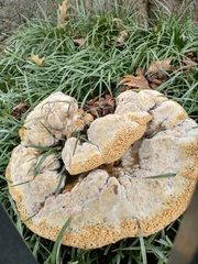 Pseudoinonotus dryadeus