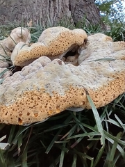 Pseudoinonotus dryadeus