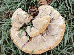 Pseudoinonotus dryadeus