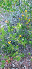 Oedera genistifolia
