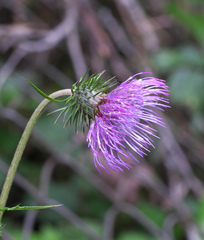Cirsium tashiroi