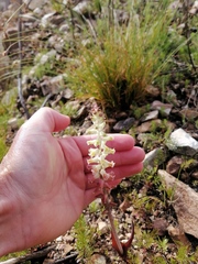 Lachenalia cernua