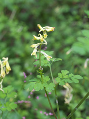 Corydalis raddeana