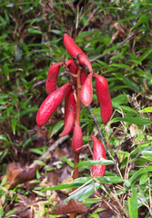 Cyrtosia septentrionalis