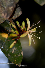 Magnoliopsida