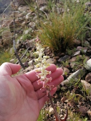 Lachenalia cernua