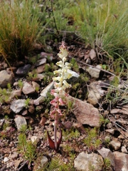 Lachenalia cernua