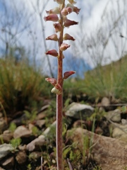 Lachenalia cernua