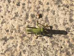 Anacridium aegyptium