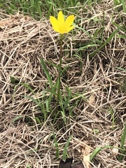 Zephyranthes citrina