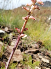 Lachenalia cernua