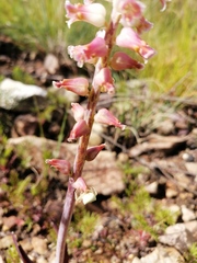 Lachenalia cernua