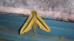 Theretra silhetensis