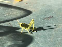 Anacridium aegyptium