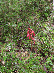 Cyrtosia septentrionalis