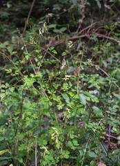 Corydalis raddeana