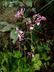 Valeriana urticifolia