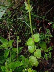 Valeriana urticifolia