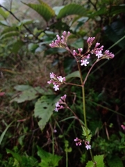 Valeriana urticifolia