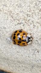 Harmonia axyridis