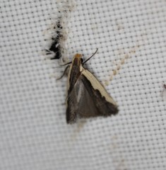 Dichomeris serrativittella