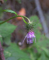 Cirsium tashiroi