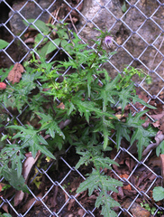 Cirsium tashiroi