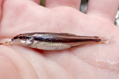 Pteronotropis harperi