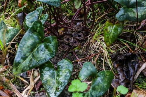 Asarum fudsinoi iNat (1)