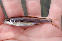 Notropis texanus